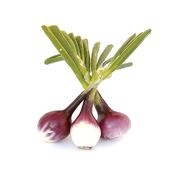 Ceba tendra morada